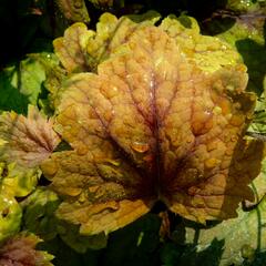 Dlužela 'Beauty Leaves Vince' - Heucherella hybrida 'Beauty Leaves Vince'