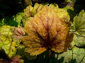 Dlužela 'Beauty Leaves Vince' - Heucherella hybrida 'Beauty Leaves Vince'