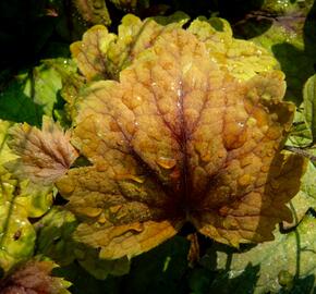 Dlužela 'Beauty Leaves Vince' - Heucherella hybrida 'Beauty Leaves Vince'