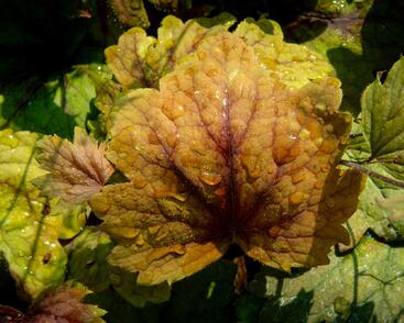 Dlužela 'Beauty Leaves Vince'