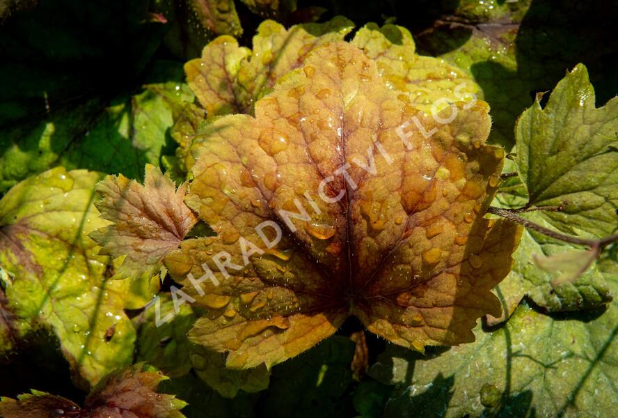 Dlužela 'Beauty Leaves Vince' - Heucherella hybrida 'Beauty Leaves Vince'