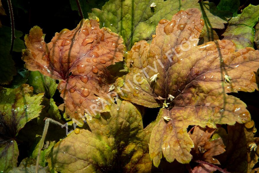 Dlužela 'Beauty Leaves Vince' - Heucherella hybrida 'Beauty Leaves Vince'