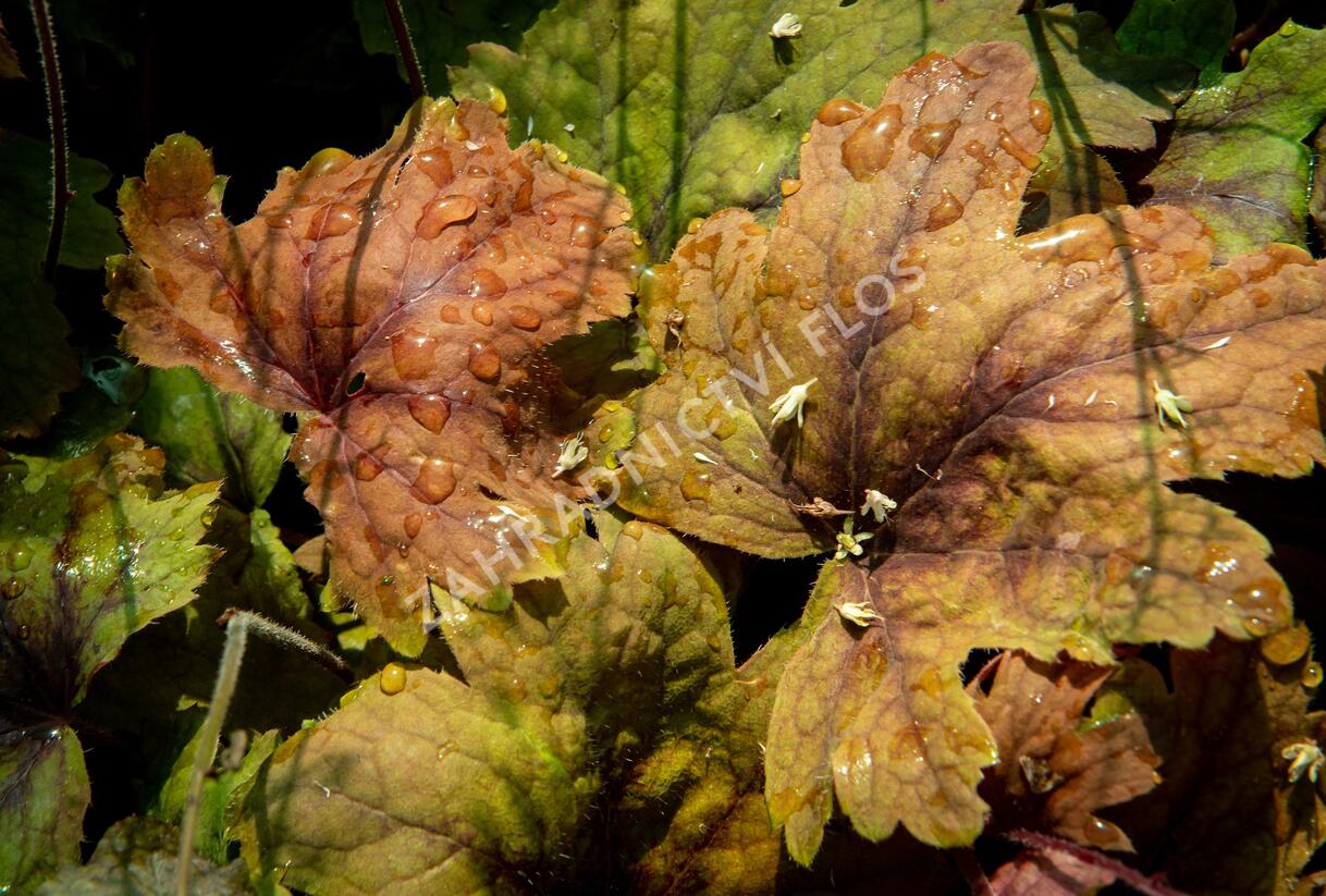 Dlužela 'Beauty Leaves Vince' - Heucherella hybrida 'Beauty Leaves Vince'