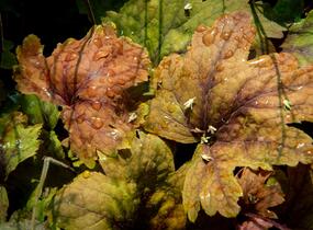 Dlužela 'Beauty Leaves Vince' - Heucherella hybrida 'Beauty Leaves Vince'