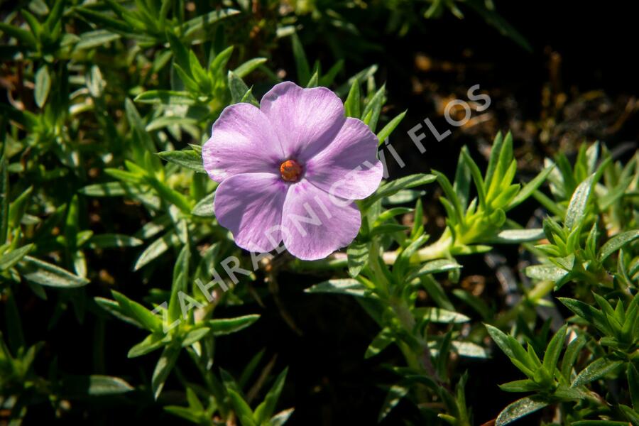 Plamenka 'Lachsjuwel' - Phlox douglasii 'Lachsjuwel'