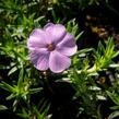 Plamenka 'Lachsjuwel' - Phlox douglasii 'Lachsjuwel'