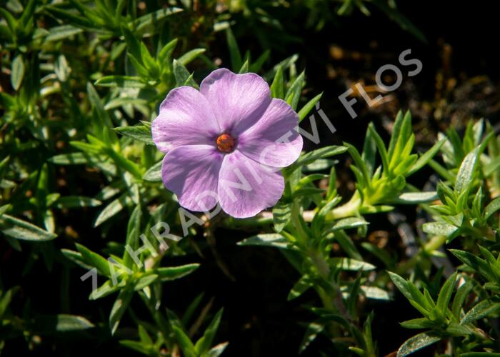 Plamenka 'Lachsjuwel' - Phlox douglasii 'Lachsjuwel'