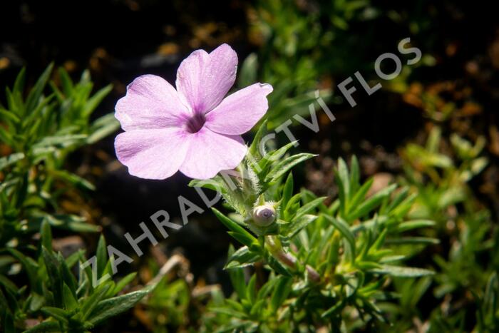 Plamenka 'Lachsjuwel' - Phlox douglasii 'Lachsjuwel'