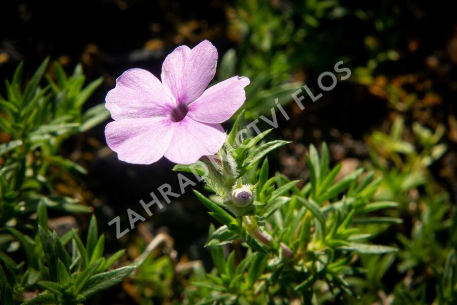 Plamenka 'Lachsjuwel' - Phlox douglasii 'Lachsjuwel'