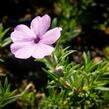 Plamenka 'Lachsjuwel' - Phlox douglasii 'Lachsjuwel'