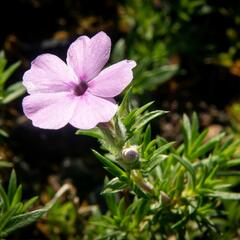 Plamenka 'Lachsjuwel' - Phlox douglasii 'Lachsjuwel'