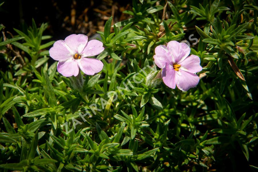 Plamenka 'Lachsjuwel' - Phlox douglasii 'Lachsjuwel'