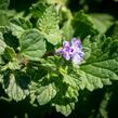 Šanta 'Walker's Low' - Nepeta racemosa 'Walker's Low'