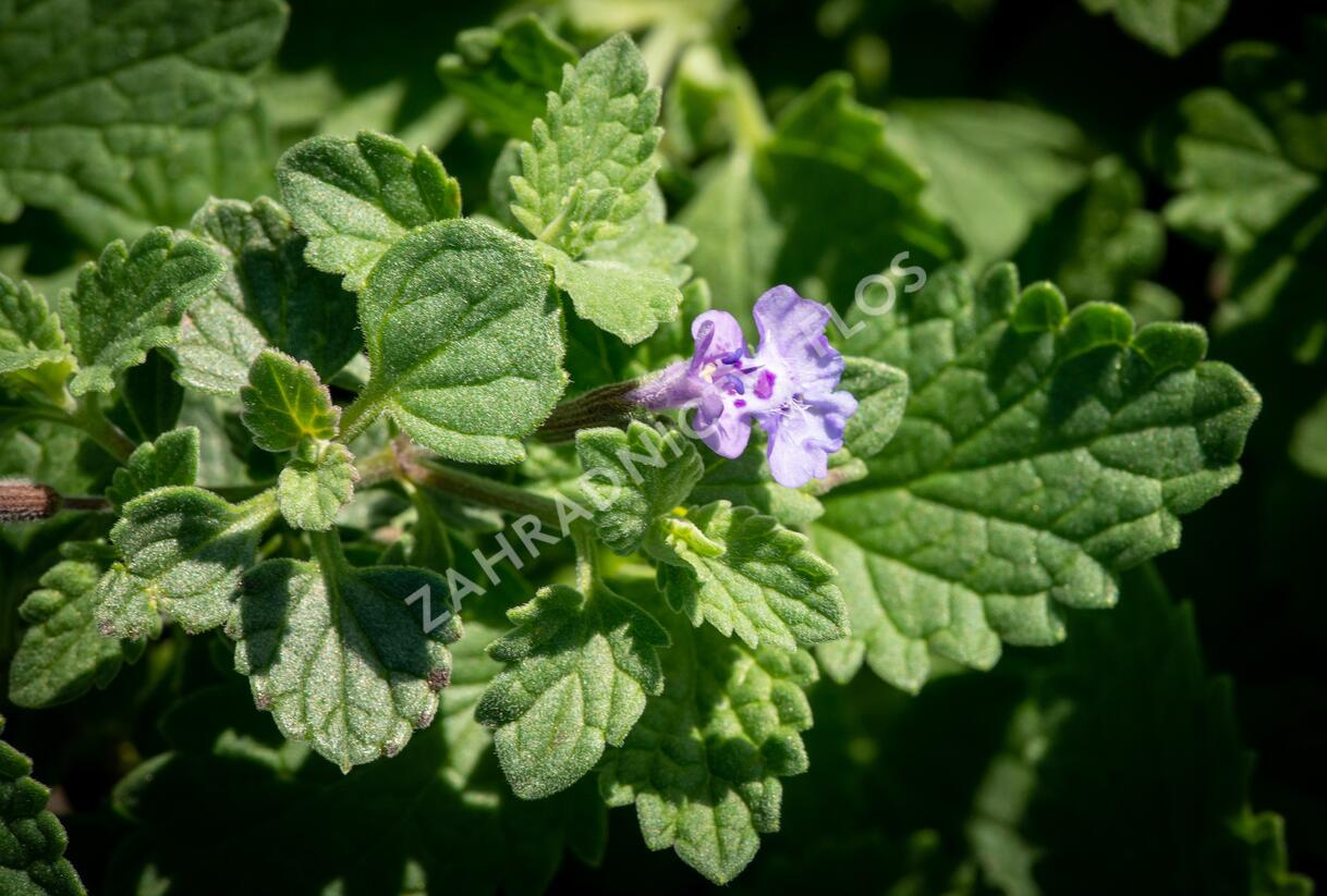 Šanta hroznovitá 'Walker's Low' - Nepeta racemosa 'Walker's Low'