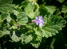 Šanta hroznovitá 'Walker's Low' - Nepeta racemosa 'Walker's Low'