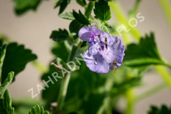 Šanta 'Walker's Low' - Nepeta racemosa 'Walker's Low'