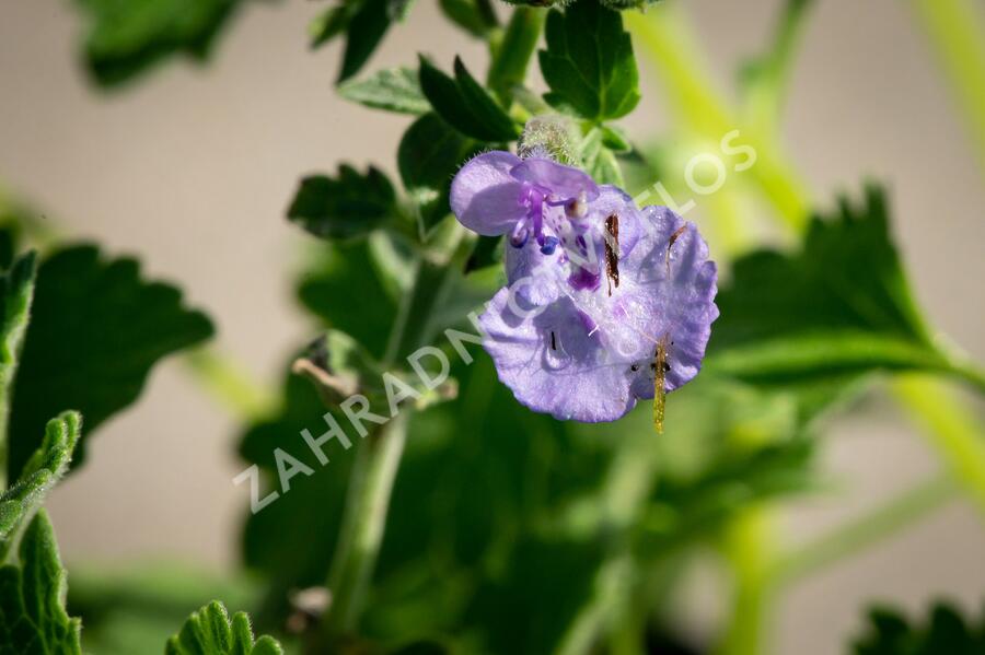 Šanta 'Walker's Low' - Nepeta racemosa 'Walker's Low'