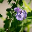 Šanta 'Walker's Low' - Nepeta racemosa 'Walker's Low'