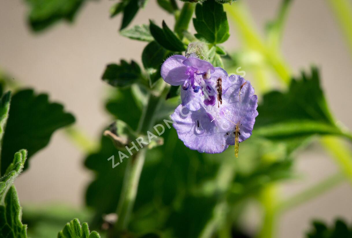 Šanta hroznovitá 'Walker's Low' - Nepeta racemosa 'Walker's Low'