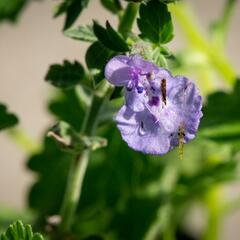Šanta 'Walker's Low' - Nepeta racemosa 'Walker's Low'