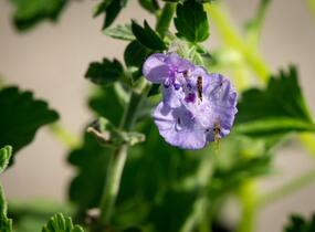 Šanta hroznovitá 'Walker's Low' - Nepeta racemosa 'Walker's Low'