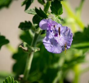 Šanta 'Walker's Low' - Nepeta racemosa 'Walker's Low'