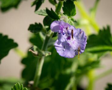 Šanta hroznovitá 'Walker's Low'