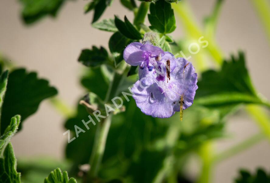 Šanta hroznovitá 'Walker's Low' - Nepeta racemosa 'Walker's Low'