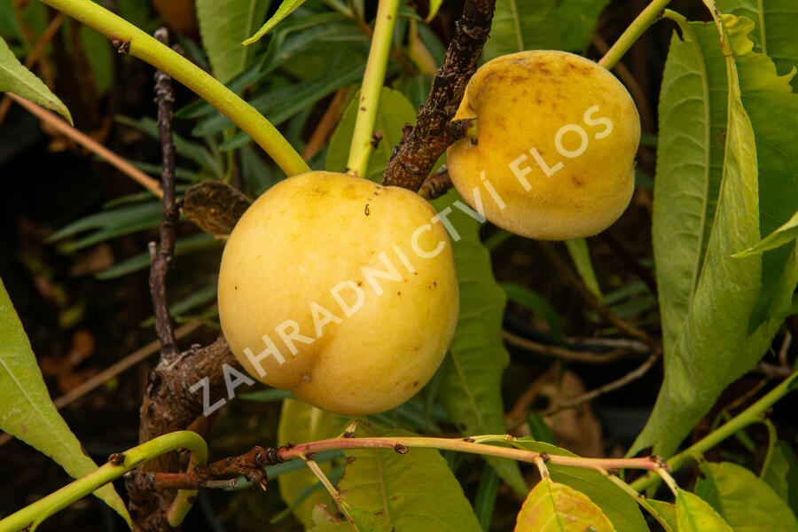 Broskvoň obecná 'Fruit Me®Icepeach' - Prunus persica 'Fruit Me®Icepeach'