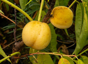 Broskvoň středně raná 'Fruit Me®Icepeach' - Prunus persica 'Fruit Me®Icepeach'