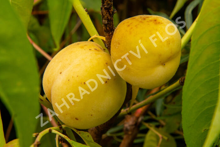 Broskvoň obecná 'Fruit Me®Icepeach' - Prunus persica 'Fruit Me®Icepeach'