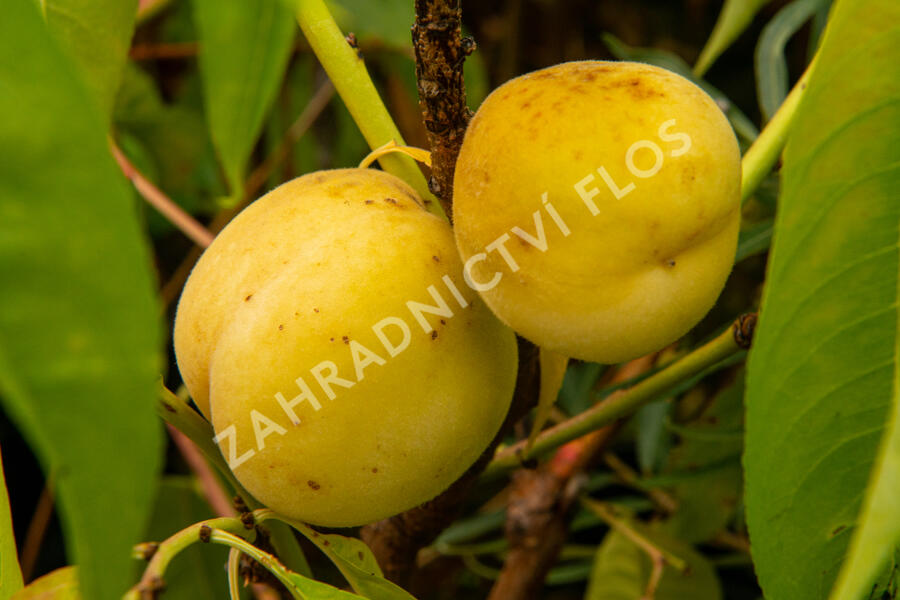 Broskvoň obecná 'Fruit Me®Icepeach' - Prunus persica 'Fruit Me®Icepeach'