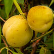 Broskvoň obecná 'Fruit Me®Icepeach' - Prunus persica 'Fruit Me®Icepeach'