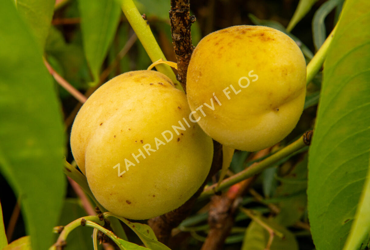 Broskvoň středně raná 'Fruit Me®Icepeach' - Prunus persica 'Fruit Me®Icepeach'