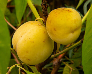 Broskvoň středně raná 'Fruit Me®Icepeach'