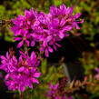 Kyprej prutnatý 'Dropmore Purple' - Lythrum virgatum 'Dropmore Purple'