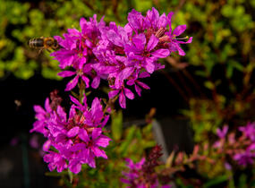 Kyprej prutnatý 'Dropmore Purple' - Lythrum virgatum 'Dropmore Purple'