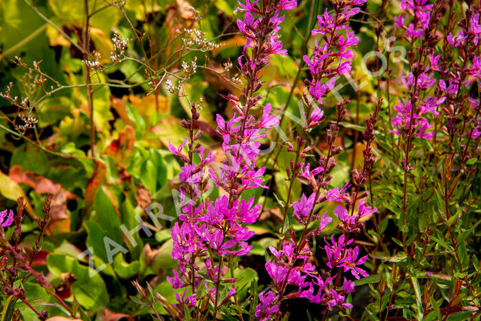 Kyprej prutnatý 'Dropmore Purple' - Lythrum virgatum 'Dropmore Purple'