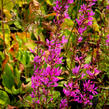 Kyprej prutnatý 'Dropmore Purple' - Lythrum virgatum 'Dropmore Purple'