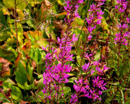 Kyprej prutnatý 'Dropmore Purple'