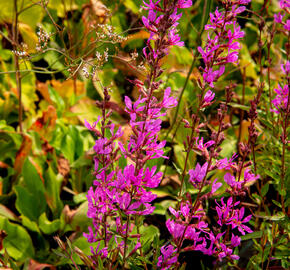 Kyprej prutnatý 'Dropmore Purple' - Lythrum virgatum 'Dropmore Purple'