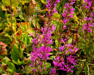 Kyprej prutnatý 'Dropmore Purple'