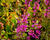 Kyprej prutnatý 'Dropmore Purple'