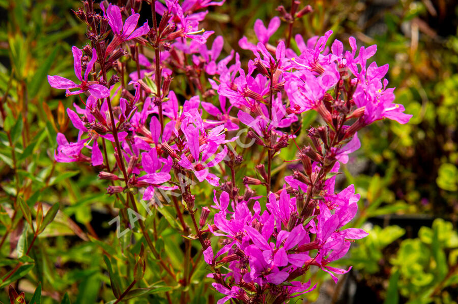 Kyprej prutnatý 'Dropmore Purple' - Lythrum virgatum 'Dropmore Purple'