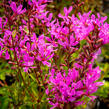 Kyprej prutnatý 'Dropmore Purple' - Lythrum virgatum 'Dropmore Purple'