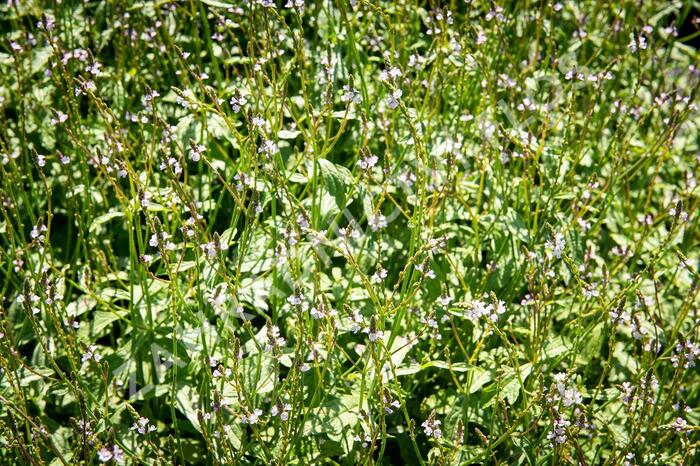 Verbena, sporýš lékařský - Verbena officinalis