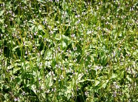 Sporýš lékařský - Verbena officinalis