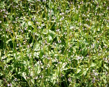 Sporýš lékařský