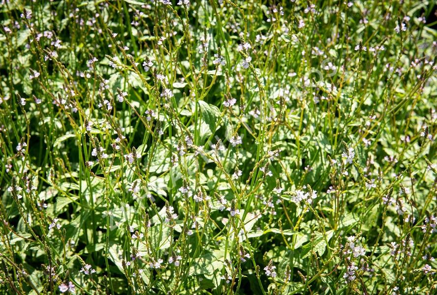 Sporýš lékařský - Verbena officinalis