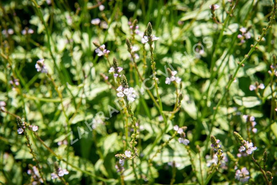 Verbena, sporýš lékařský - Verbena officinalis